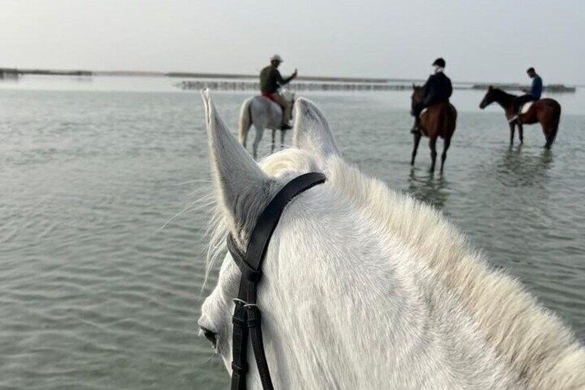 Horse Riding Next to Bahrain Fort