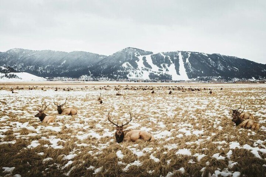 Elk Herd in Refuge