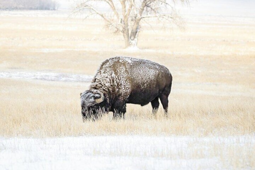 Bison Grazing Through Snow