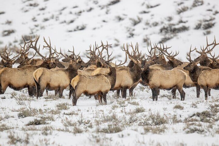 Elk Bachelor Party