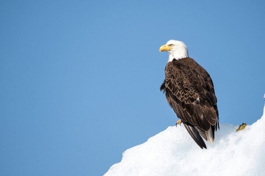 Bald Eagle Perched on Snow