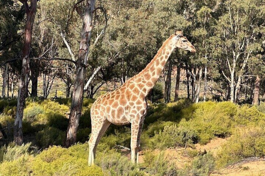 Namib Desert Wildlife