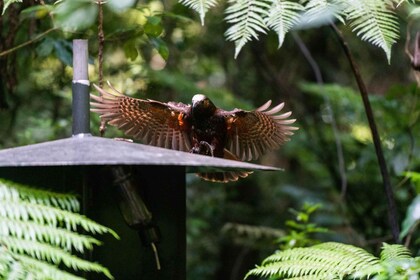 Waikato: Ancient Forest Guided Tour