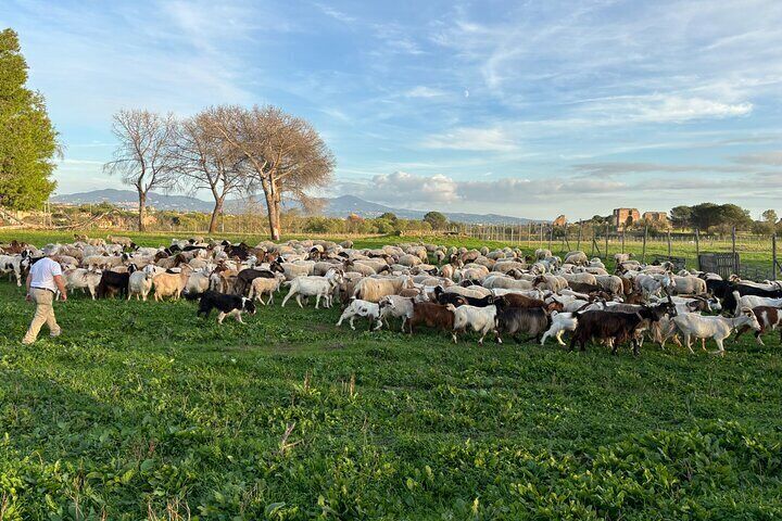 Private E-bike tour of Appian way, Aqueduct & catacombs with food