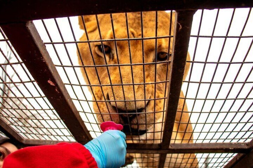 Safari Park, Wild Experience