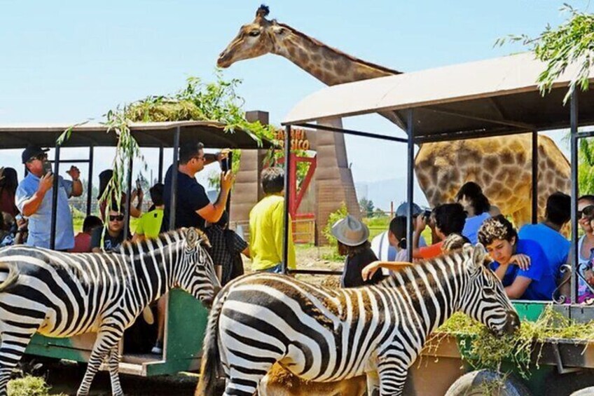 Tour to Arauco Park and Safari Park in Chile