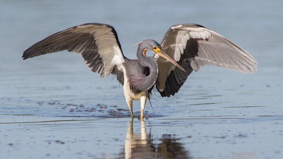 Tri Colored Heron