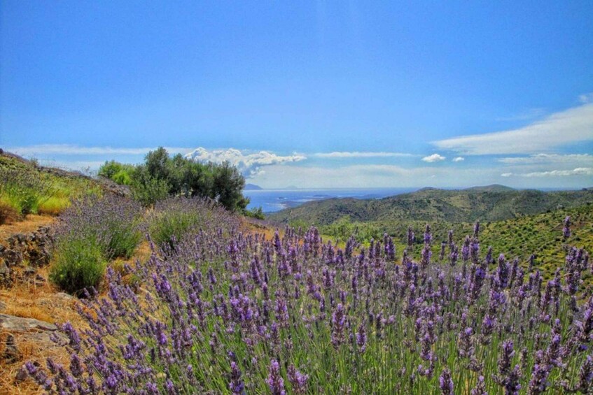 Picture 1 for Activity Hvar: Island tour with Wine and Olive Oil Tasting