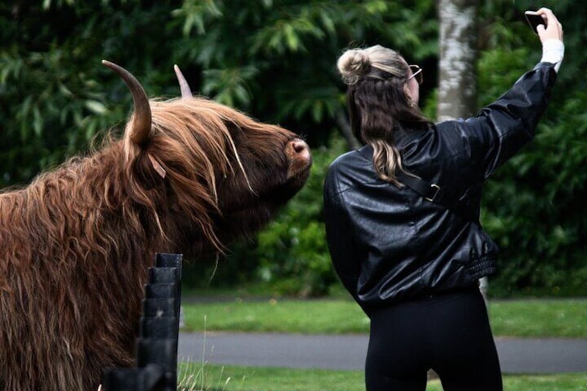 Meet the iconic Highland 'Coos' (cows) and capture memorable photos with these friendly creatures.