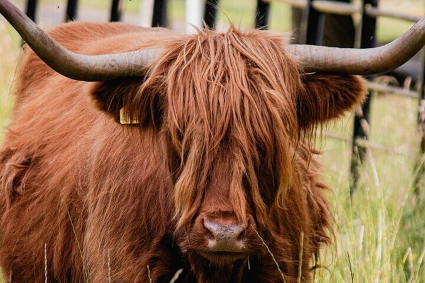 Meet the Highland Cows! 