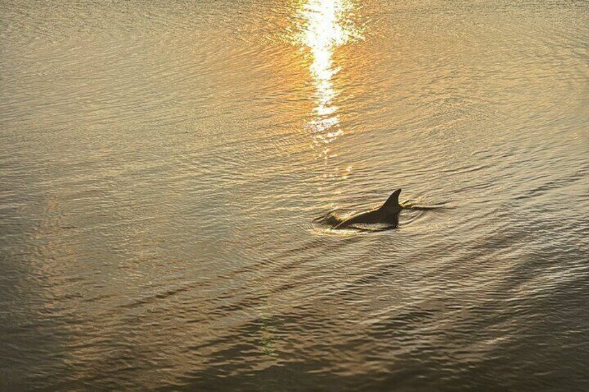 Seeing dolphins in the lagoon is such a cool experience on this tour.