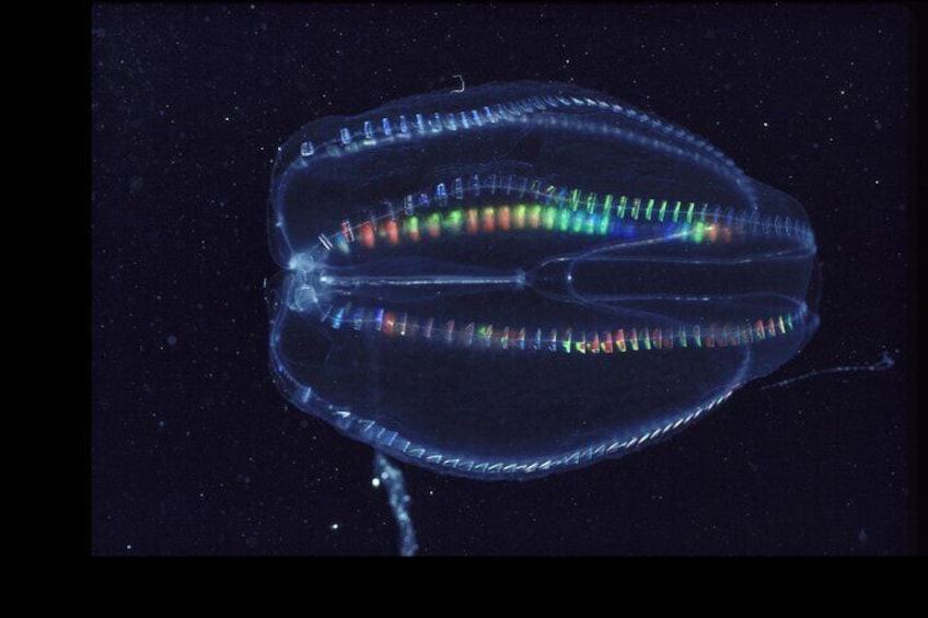 Comb Jellies are interesting to observe on our tours. 