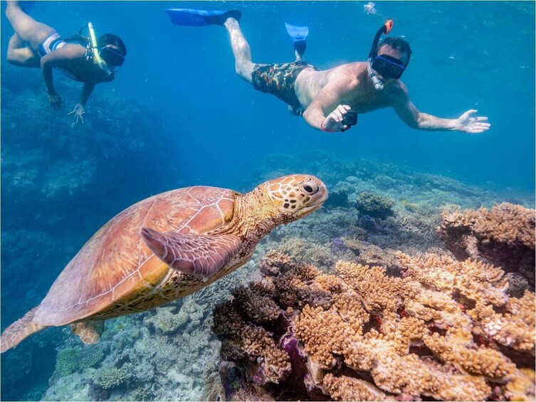 Discover the wonders of the Great Barrier Reef and Lady Musgrave Island