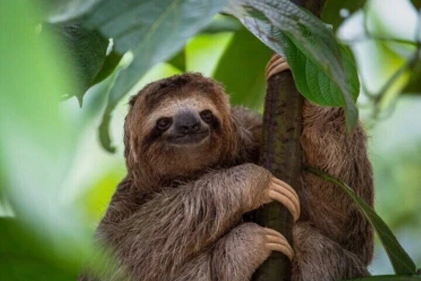 Meet the gentle sloths in their natural paradise.