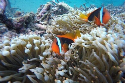 Full Day Private Tour and Snorkeling in East Bali