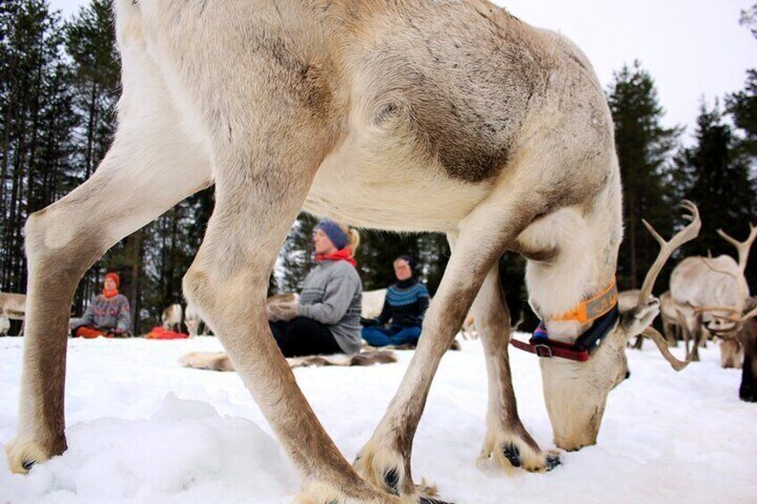 Reindeer yoga