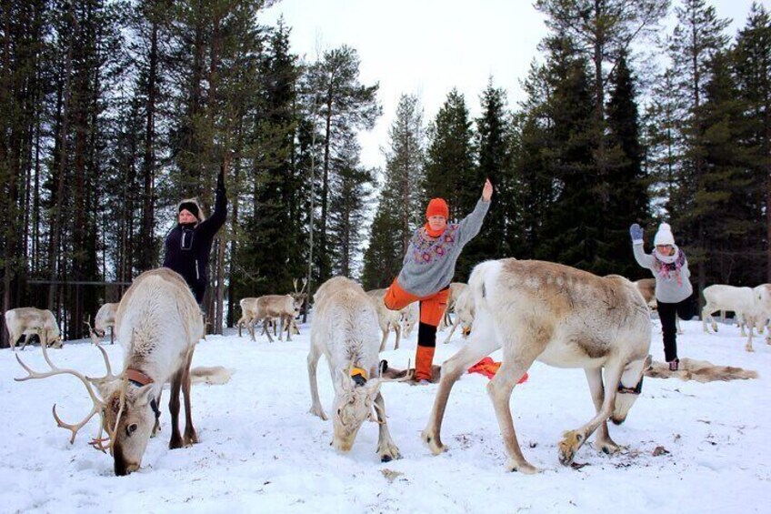 Reindeer yoga