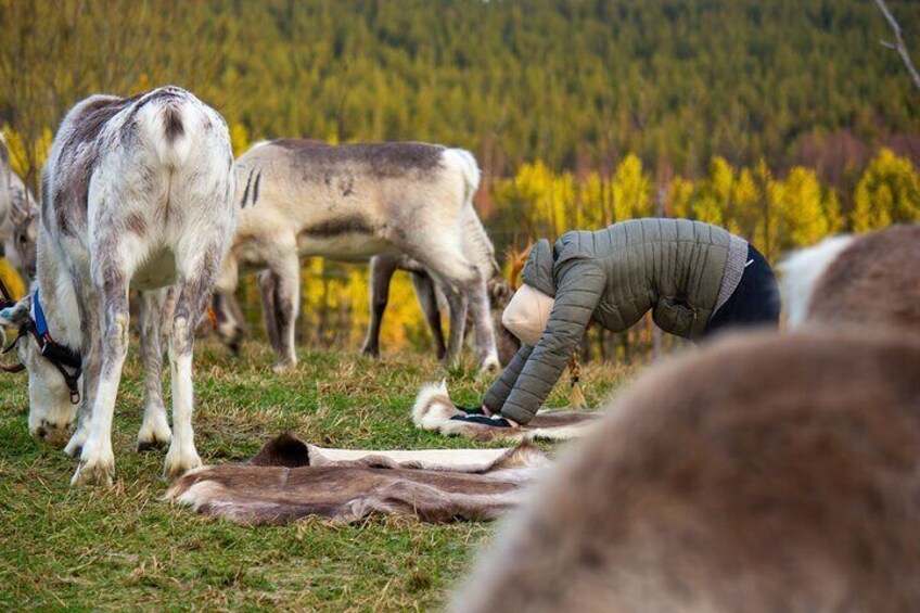 Reindeer yoga