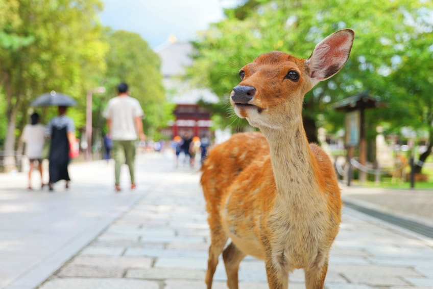 From Osaka/Kyoto: Kinkaku-ji, Fushimi Inari & Nara Bus Tour