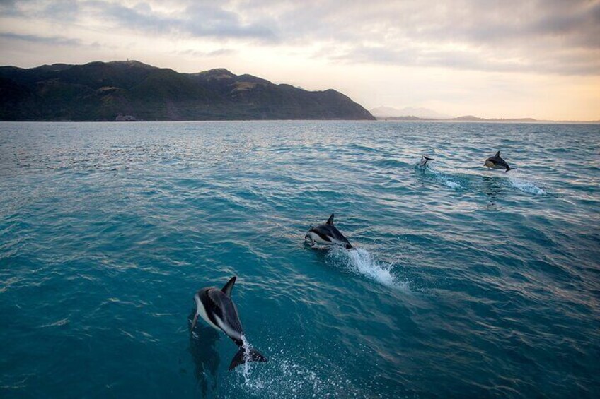 Kaikoura Dolphin Encounter Luxury Small Group Tour