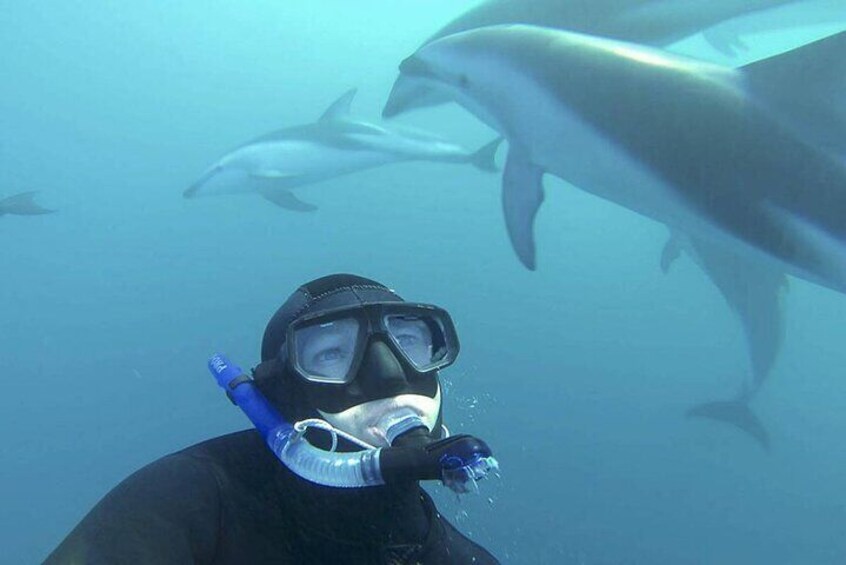 Kaikoura Dolphin Encounter Luxury Small Group Tour