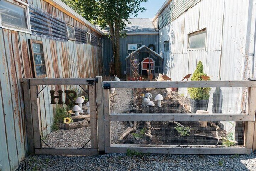 Farm Visit With Mini Domestic Animals