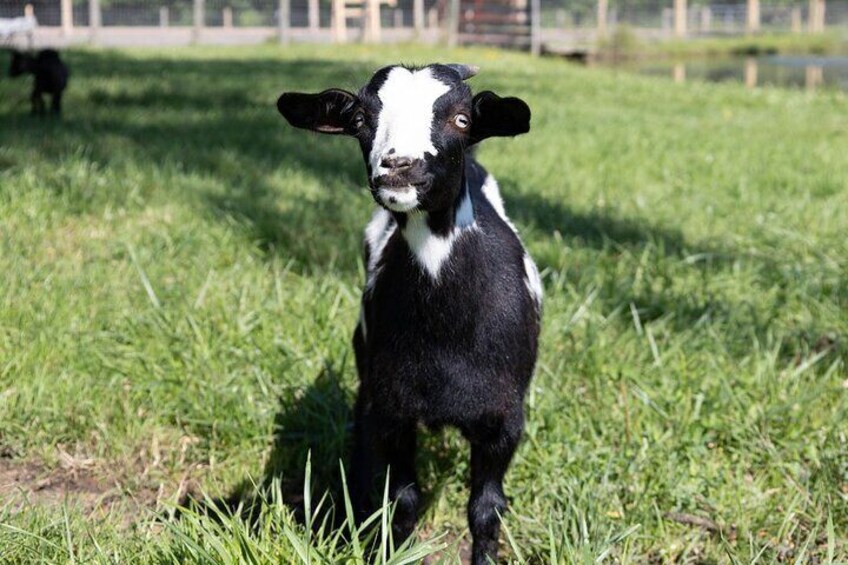 Farm Visit With Mini Domestic Animals