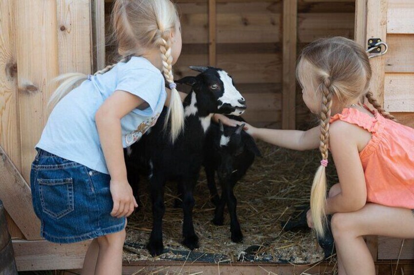 Farm Visit With Mini Domestic Animals