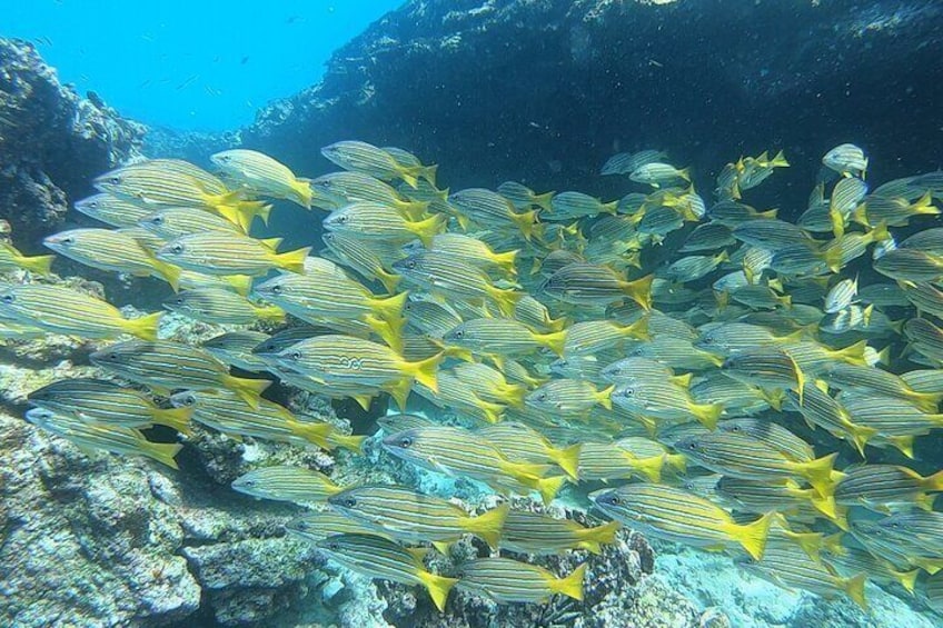 Santa Fe Island Snorkel Trip with Sea Lion Experience