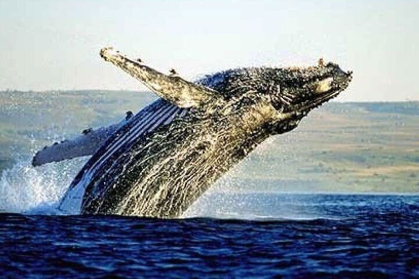 Full-Day Whale Watching Penguins and Shark Cage Diving Tour