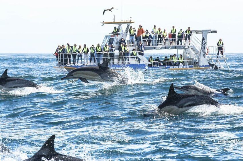 Full-Day Whale Watching Penguins and Shark Cage Diving Tour