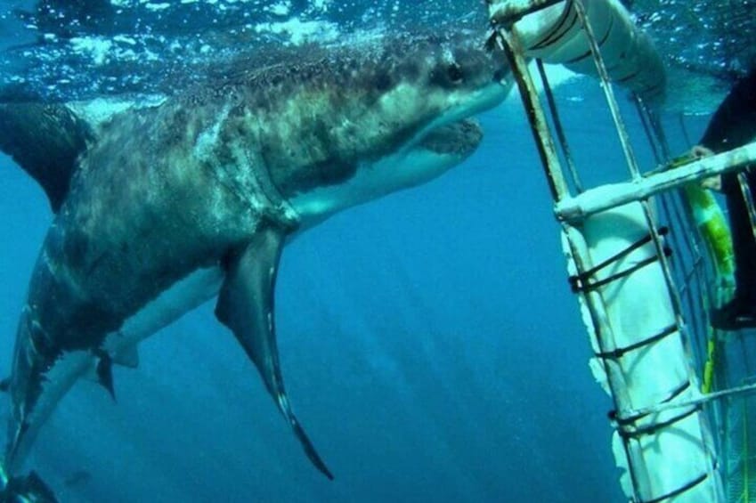 Full-Day Whale Watching Penguins and Shark Cage Diving Tour