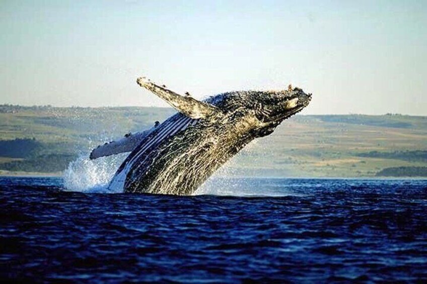 Full-Day Whale Watching Penguins and Shark Cage Diving Tour