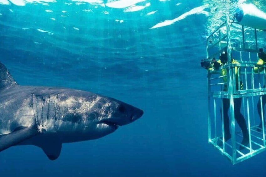 Full-Day Whale Watching Penguins and Shark Cage Diving Tour