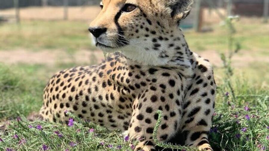 Full-day Cheetah Outreach with Wine Tasting Tour in Cape Town