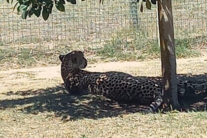 Private Tour Cape Town Cheetah Outreach and Cape Winelands