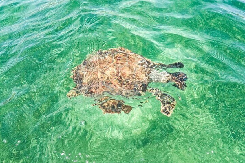 Private Half-day Luxury Experience with Turtles & Majestic Cenote