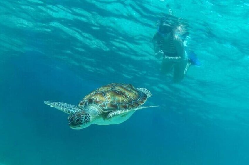 Private Half-day Luxury Experience with Turtles & Majestic Cenote