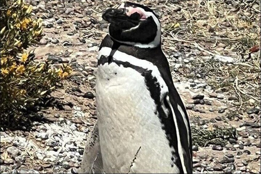 Full Day Punta Tombo Penguin Paradise