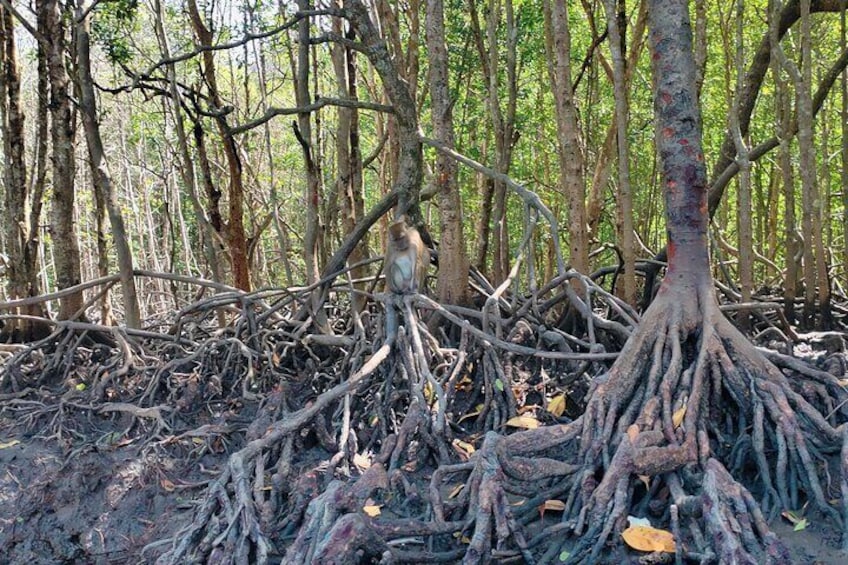 Private Langkawi Mangrove Forest Boat Tour Tg Rhu with Lunch