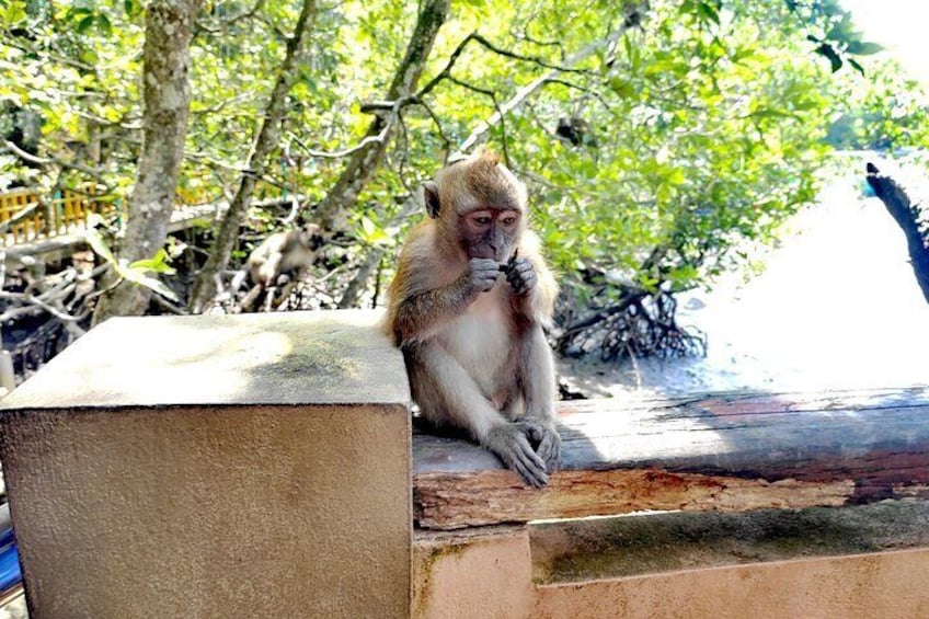 Private Langkawi Mangrove Forest Boat Tour Tg Rhu with Lunch