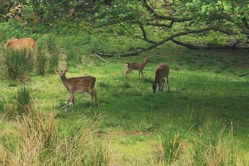 Lakes of Killarney and Innisfallen Island Tour