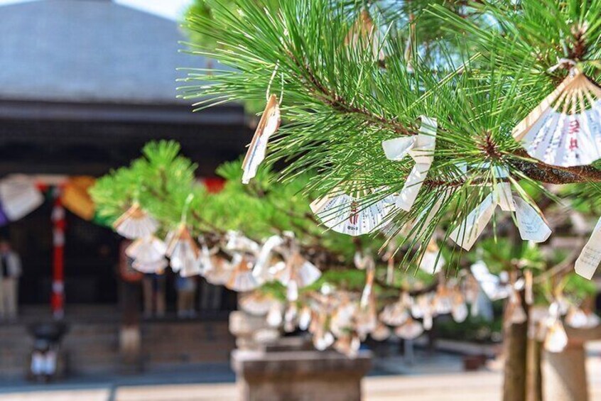 Kyoto's coast Amanohashidate and Ine Boathouse Full-Day Tour