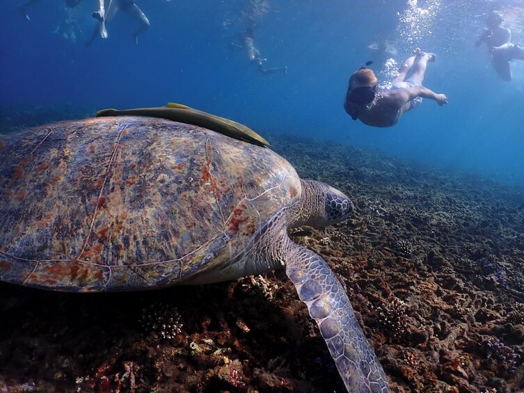 Koh Tao Late Risers Island Hopping Tour with Sunset