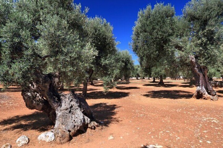 Apulia Olive Oil Tasting