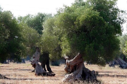 Puglia Olive Oil Tasting Experience with Olive Grove Walk