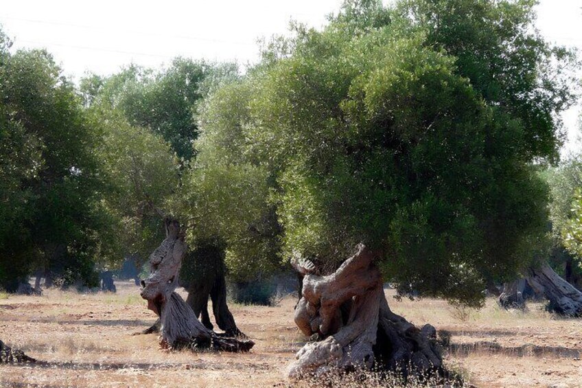 Apulia Olive Oil Tasting