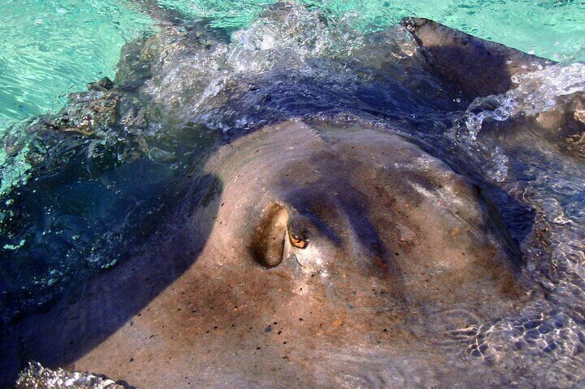 Half-Day Private Tour Boat in Grand Cayman