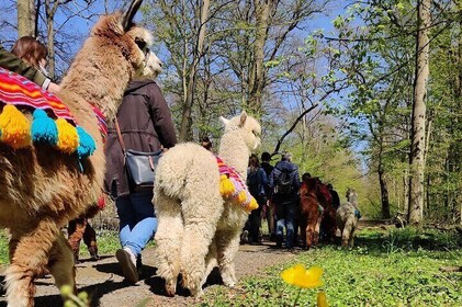 Alpaca hike at Richmond Castle