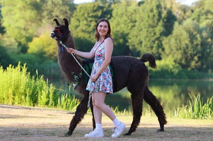 Alpaca hike at Richmond Castle